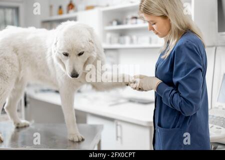 Veterinario donna tagliare le artigli di un grande cane bianco in una clinica veterinaria, mentre paziente in piedi al tavolo esame. Foto Stock