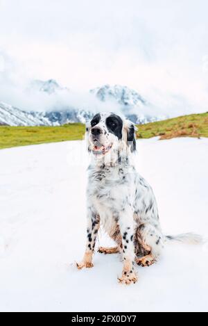 Obbediente inglese Setter seduto sulla neve contro le montagne innevate di Picchi d'Europa nelle nuvole e guardando lontano Foto Stock