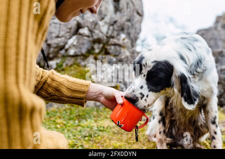 Coltivare femmina dando tazza di metallo con acqua a inglese Setter cane da bere mentre si riposa su prato in gamma di Picchi d'Europa Foto Stock