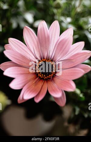 Primo piano di tenero Daisy in fiore fresco con petali rosa e. cuore scuro in giardino Foto Stock