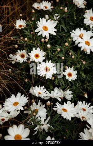 Alto angolo di morbida camomiles bianco appena fiorito che cresce dentro erba verde di campagna campo Foto Stock