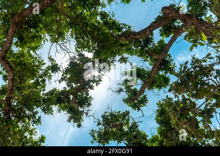 Vista attraverso alberi verdi con rami e sole che splende flare su cielo blu Foto Stock