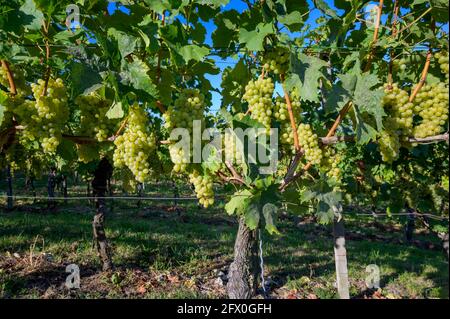 Uva bianca e viti in vigna, Neuweier, Foresta Nera, Germania. Foto Stock