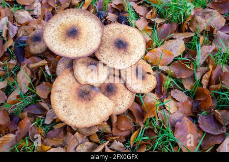 Fungo del miele (Armillaria mellea) primo piano sul pavimento della foresta, visto dall'alto, Paesi Bassi. Foto Stock