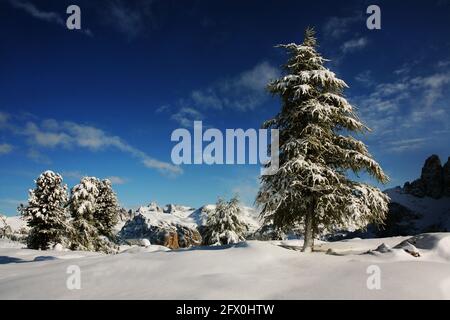 Langkofel im Inverno,. Bäume mit Schnee im Dezember am Sella Pass mit Blick auf die Geisler Spitzen in Südtirol in den Dolomiten in Italien Foto Stock