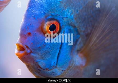 Pesce colorato dalle pieces Symphysodon disco in acquario. Foto Stock