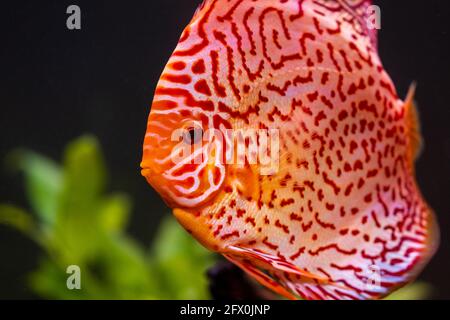 Pesce colorato dalle pieces Symphysodon disco in acquario. Foto Stock