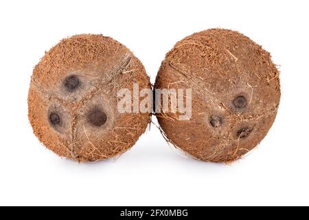 Noci di cocco intere isolate su sfondo bianco. Frutta di cocco sbucciata che mostra i tre pori caratteristici Foto Stock