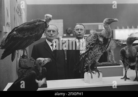 Sua Eccellenza il Dr. W. Drees ha accettato il patrocinio della mostra African Animals nel Museo Zoologico dell'Università di, 8 marzo 1963, patronages, mostre, I Paesi Bassi, foto agenzia stampa del XX secolo, notizie da ricordare, documentario, fotografia storica 1945-1990, storie visive, Storia umana del XX secolo, che cattura momenti nel tempo Foto Stock