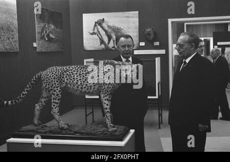 Sua Eccellenza Dr. W. Drees il patrocinio accettato della mostra African Animals nel Museo Zoologico dell'Università di Amsterdam, 8 marzo 1963, patronati, mostre, I Paesi Bassi, foto agenzia stampa del XX secolo, notizie da ricordare, documentario, fotografia storica 1945-1990, storie visive, Storia umana del XX secolo, che cattura momenti nel tempo Foto Stock