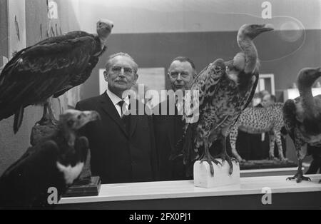 Sua Eccellenza Dr. W. Drees il patronato accettato della mostra Animali africani nel Museo Zoologico dell'Università di, 8 marzo 1963, patronati, mostre, I Paesi Bassi, foto agenzia stampa del XX secolo, notizie da ricordare, documentario, fotografia storica 1945-1990, storie visive, Storia umana del XX secolo, che cattura momenti nel tempo Foto Stock