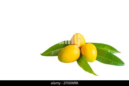 Completamente maturare i manghi alfonoso con le sue foglie isolate su sfondo bianco. Messa a fuoco differenziale utilizzata. Foto Stock