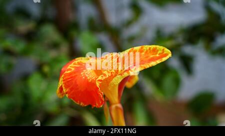 Canna indiano, fiori in piena fioritura su lungo fusto. Primo piano, luce naturale del sole. Questi fiori sono molto belli per decorare un parco cittadino. Chiudere il c Foto Stock