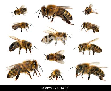 Insieme di api o api da miele in latino Apis mellifera, europeo o occidentale ape miele isolato su sfondo bianco Foto Stock