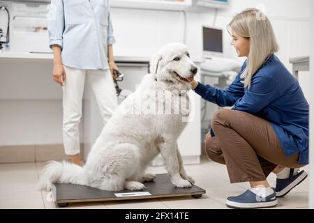 Grande cane bianco felice seduto sulle scale del veterinario, mentre il medico ispeziona il cane e il proprietario dietro il cane. Foto Stock