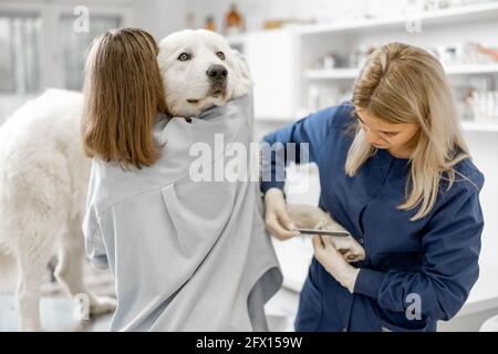 Veterinario donna tagliare le artigli di un grande cane bianco in una clinica veterinaria, mentre paziente in piedi al tavolo esame. Foto Stock