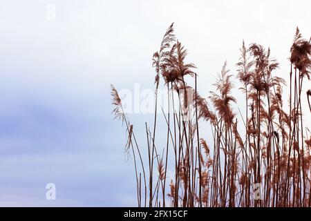 Essiccare le piante di canna contro il cielo grigio-blu e il fiume. Erba gialla in autunno. Linea beige in campagna con arbusti vicino al lago su una zona paludosa Foto Stock