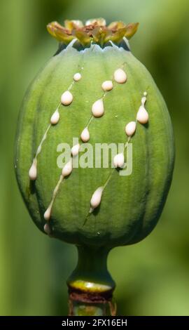 semi di papavero a fette per l'oppio, particolare di papavero di oppio in latino papaver somniferum Foto Stock