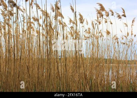 Essiccare le piante di canna contro il cielo grigio-blu e il fiume. Erba gialla in autunno. Linea beige in campagna con arbusti vicino al lago su una zona paludosa Foto Stock