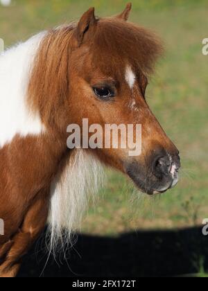 Un colpo di testa di un pony in miniatura marrone e bianco. Foto Stock