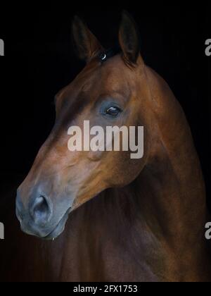 Un colpo di testa di un bel cavallo baia con una mane intrecciata. Foto Stock