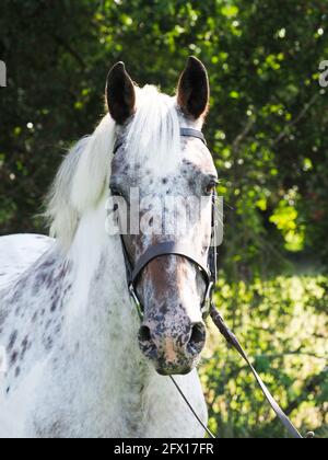 Un colpo di testa di un cavallo spotty in una briglia di lumaffle. Foto Stock