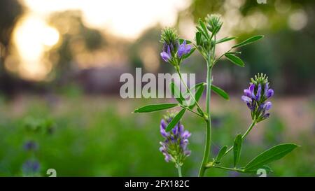 Ripresa serale, l'Alfalfa è il legume foraggero più coltivato al mondo ed è stato usato come medicina erboristica fin dai tempi antichi. Foto Stock