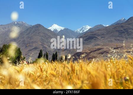 Campo di cereali nella valle di Wakhan, nella regione di Gorno-badakhshan, al confine con il Tagikistan e l'Afghanistan. Corridoio di Wakhan. Montagne Hindukush Foto Stock