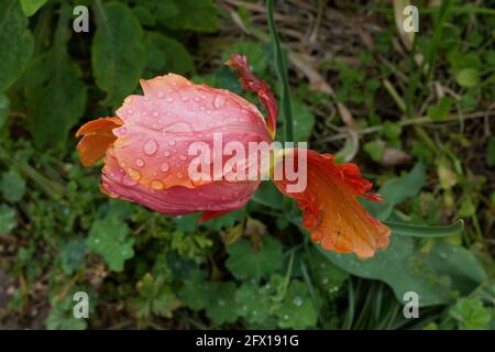 Singolo tulipano arancione morbido coperto di gocce di pioggia contro sfondo fogliame Foto Stock