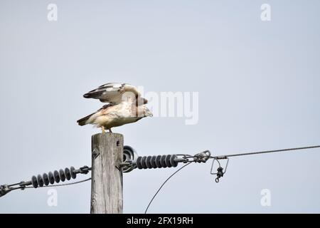 Hawk di prendere il volo Foto Stock