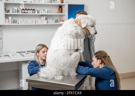 Donna proprietario abbracci e calmare un grande cane bianco in una clinica veterinaria, mentre veterinari tagliare le artigli del paziente in piedi al tavolo esame. Trattamento e cura degli animali domestici. Visita un medico. Vista rara Foto Stock