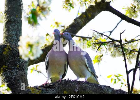 Due piccioni di legno turtling sono seduti su un ramo nel ciliegio. Columba Palumbus. Uccelli con piumaggio grigio. Uccello europeo. Ringdove Foto Stock