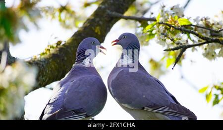 Due piccioni di legno turtling sono seduti su un ramo nel ciliegio. Columba Palumbus. Uccelli con piumaggio grigio. Uccello europeo. Ringdove Foto Stock