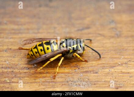WASP su sfondo di legno marrone. Primo piano di insetto. Macro fotografia di una vera vespa. Vespidi. Foto Stock