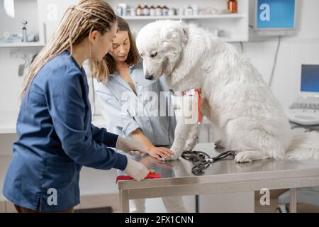 Veterinario prende il sangue dalla zampa di un cane con una siringa per l'analisi. Il proprietario aiuta il medico. Concetto veterinario. PET cura e analizzare sano del cane. Foto Stock