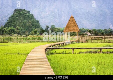 La risaia Campo in Vang Vieng - Repubblica democratica popolare del Laos - passerella al rifugio Foto Stock