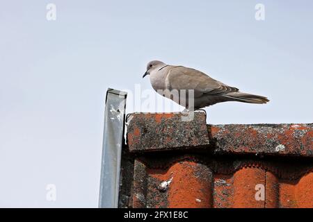 Un piccione selvaggio si siede in alto sul tetto. Foto Stock