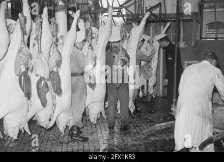 Commissione MOC Hilversum le Grand presso l'abattoir Utrecht, 13 settembre 1949, MACELLI, COMMISSIONI, Paesi Bassi, foto agenzia stampa del xx secolo, notizie da ricordare, documentario, fotografia storica 1945-1990, storie visive, Storia umana del XX secolo, che cattura momenti nel tempo Foto Stock