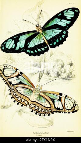 James Duncan vintage farfalla art. Foto Stock