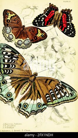 James Duncan vintage farfalla art. Foto Stock
