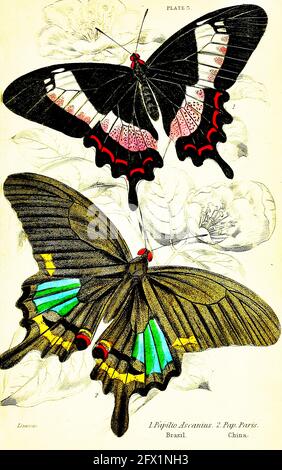 James Duncan - Papilio Ascanius. Brasile, Pap. Parigi. Cina. Foto Stock