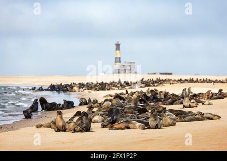 Colonia di foche da pelliccia goditi il calore del sole nella baia di Walvis vicino al faro di Sandwich Harbour, Swacopmund, Namibia, Africa. Fotografia di fauna selvatica Foto Stock