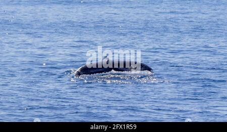 avvistamento di balene megattere, durante il tour di avvistamento di balene alle isole Azzorre. Portogallo. Foto Stock