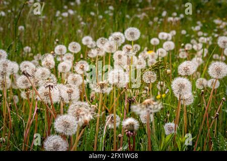 I dandelioni hanno finito di fiorire sul campo e la lanugine del dente di leone sta aspettando che il vento venga soffiato, regione Twente, Paesi Bassi Foto Stock