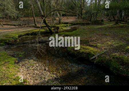 Belle acque marine incontaminate del fiume - l'acqua Dockens in Anses Wood, New Forest, Hampshire. Foto Stock