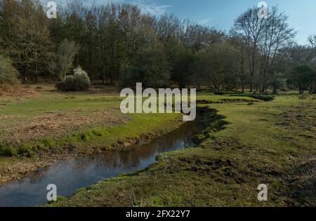 Bella acqua di fiume incontaminato - l'acqua di Dockens a Rakes Brakes Bottom, New Forest, Hampshire. Foto Stock