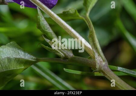 Comune cane-violetto, Viola riviniana gambo con stipules. Foto Stock