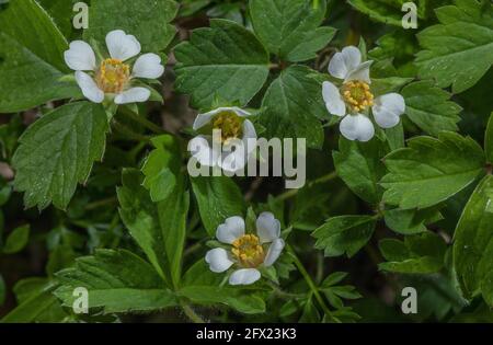 Fragola sterile, Potentilla Sterilis, in fiore all'inizio della primavera su un percorso nel bosco. Dorset. Foto Stock