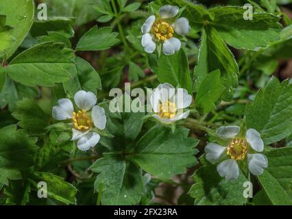 Fragola sterile, Potentilla Sterilis, in fiore all'inizio della primavera su un percorso nel bosco. Dorset. Foto Stock