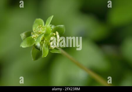 Moschatel, Adoxa moschatellina, in fiore in bosco calcareo, Dorset. Foto Stock